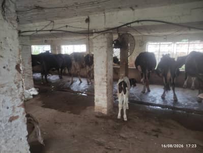 Dairy Farm for Sale