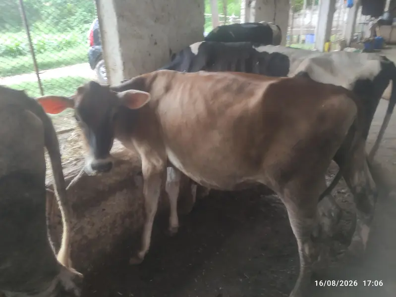 Dairy Farm for Sale — photo 2
