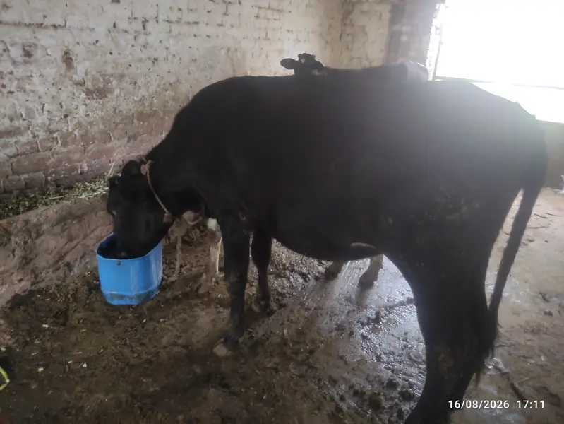 Dairy Farm for Sale — photo 3