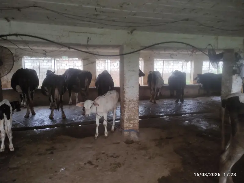 Dairy Farm for Sale — photo 5