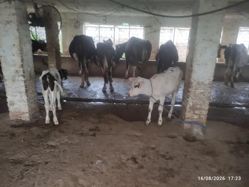 Dairy Farm for Sale — photo 6