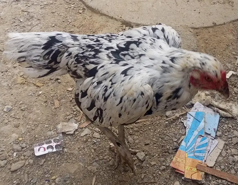 میاں والی مرغا اور پلکیا مرغی کا جوڑا — photo 2