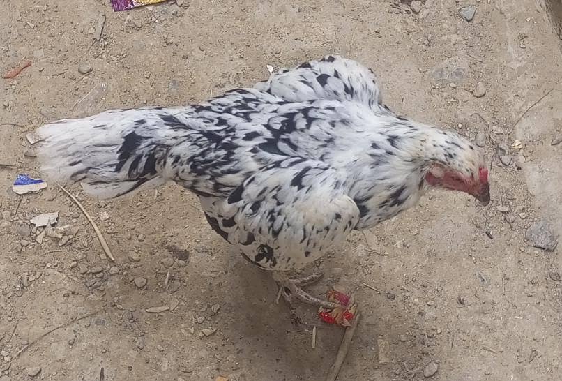 میاں والی مرغا اور پلکیا مرغی کا جوڑا 2