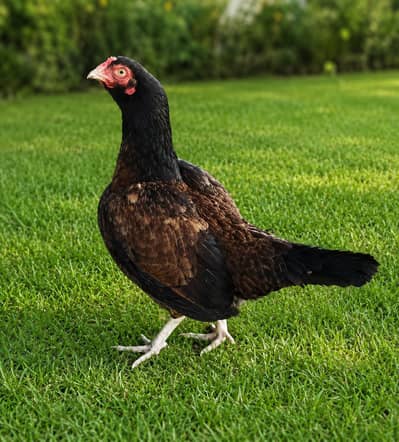 Amroha Breed