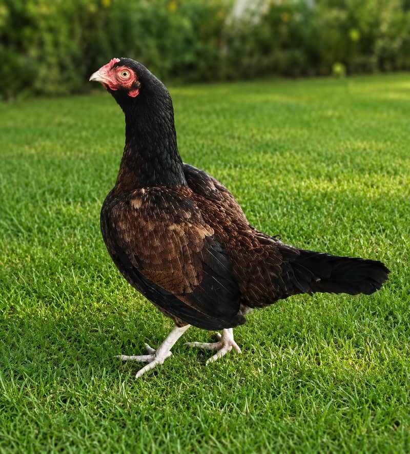 Amroha Breed Hens 2