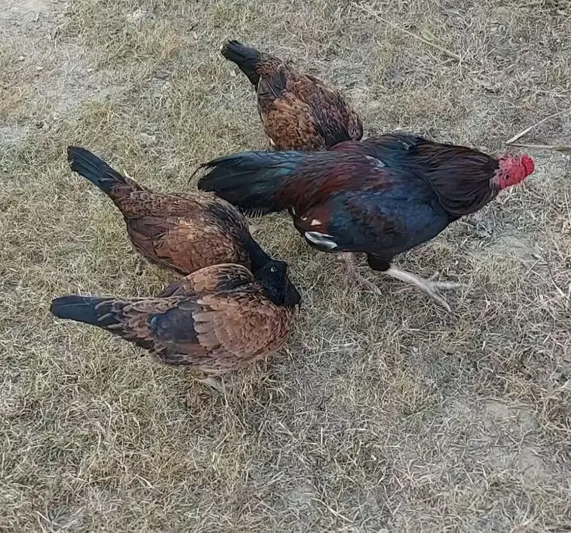Amroha Breed — photo 10