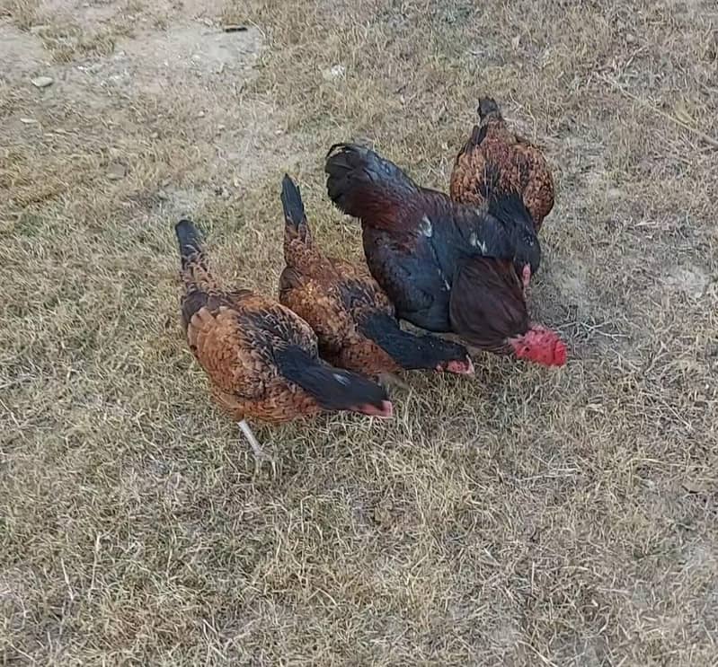 Amroha Breed Hens 5