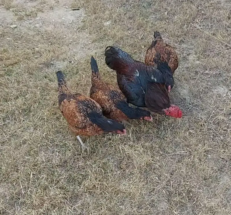 Amroha Breed — photo 11