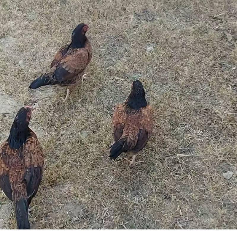 Amroha Breed Hens 4