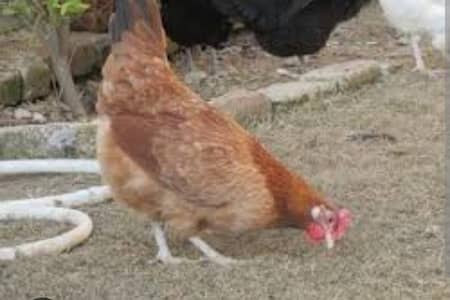 Golden Desi Hen Chicks (7 days age)