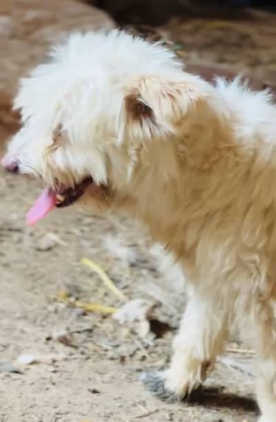white poodle male