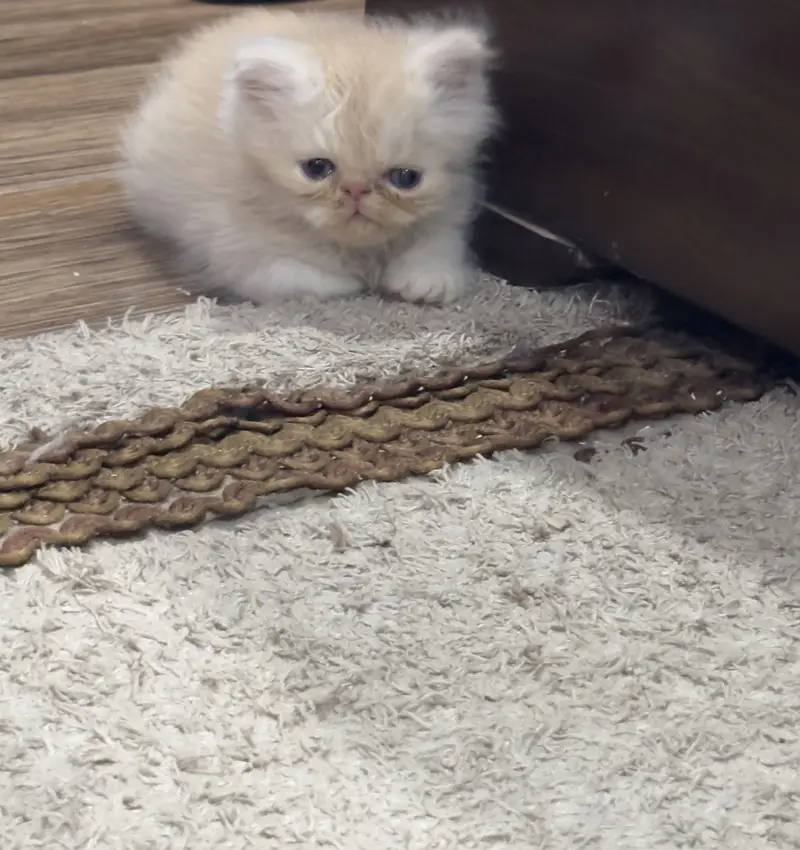 4 Pure peke face kittens for sale — photo 8