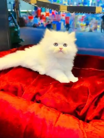 Persian female kitten for sale