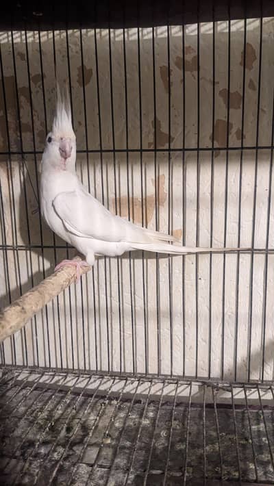 eno red eye male