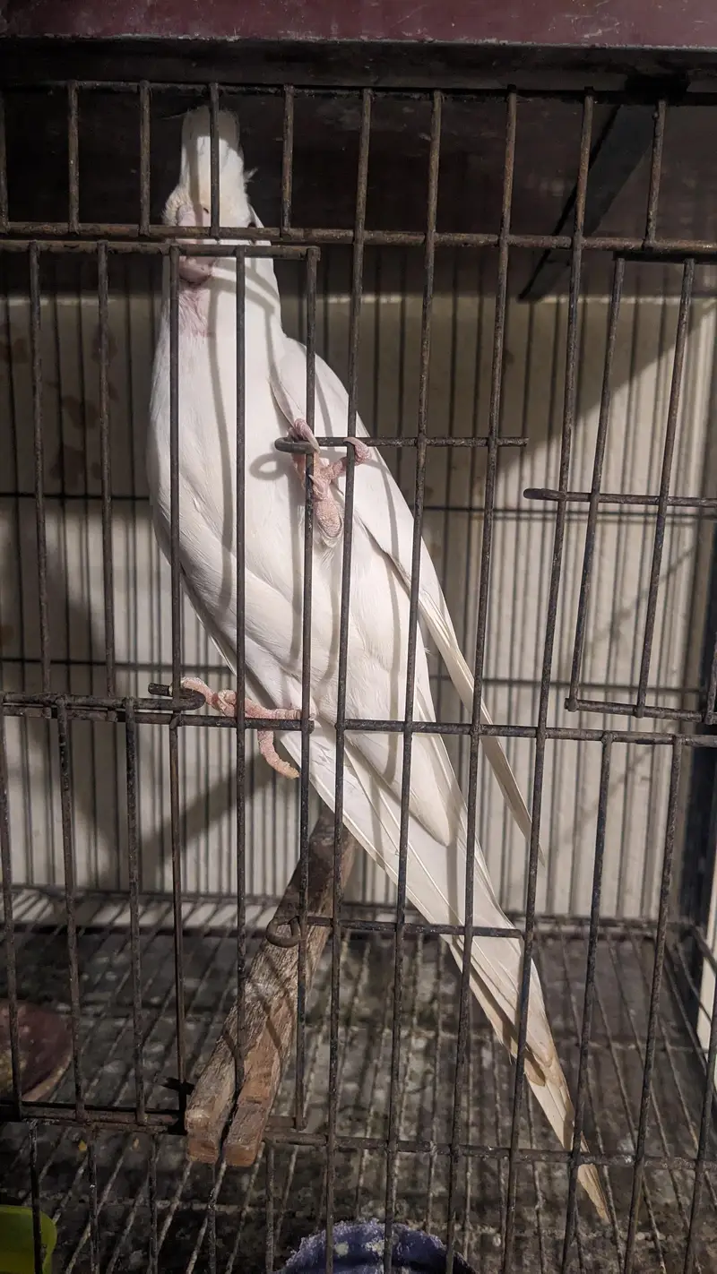 eno red eye male — photo 2