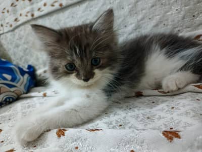 Triple Coat Persian Kitten