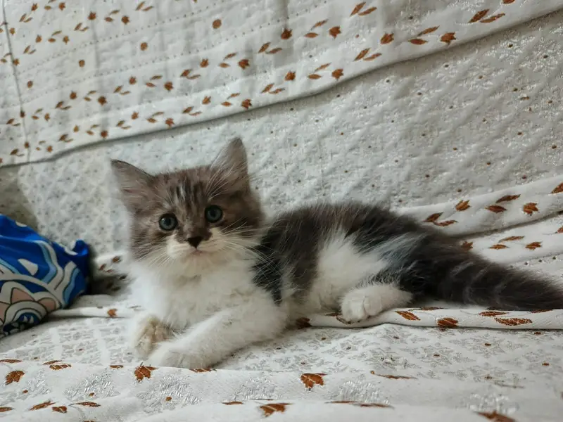 Triple Coat Persian Kitten — photo 2