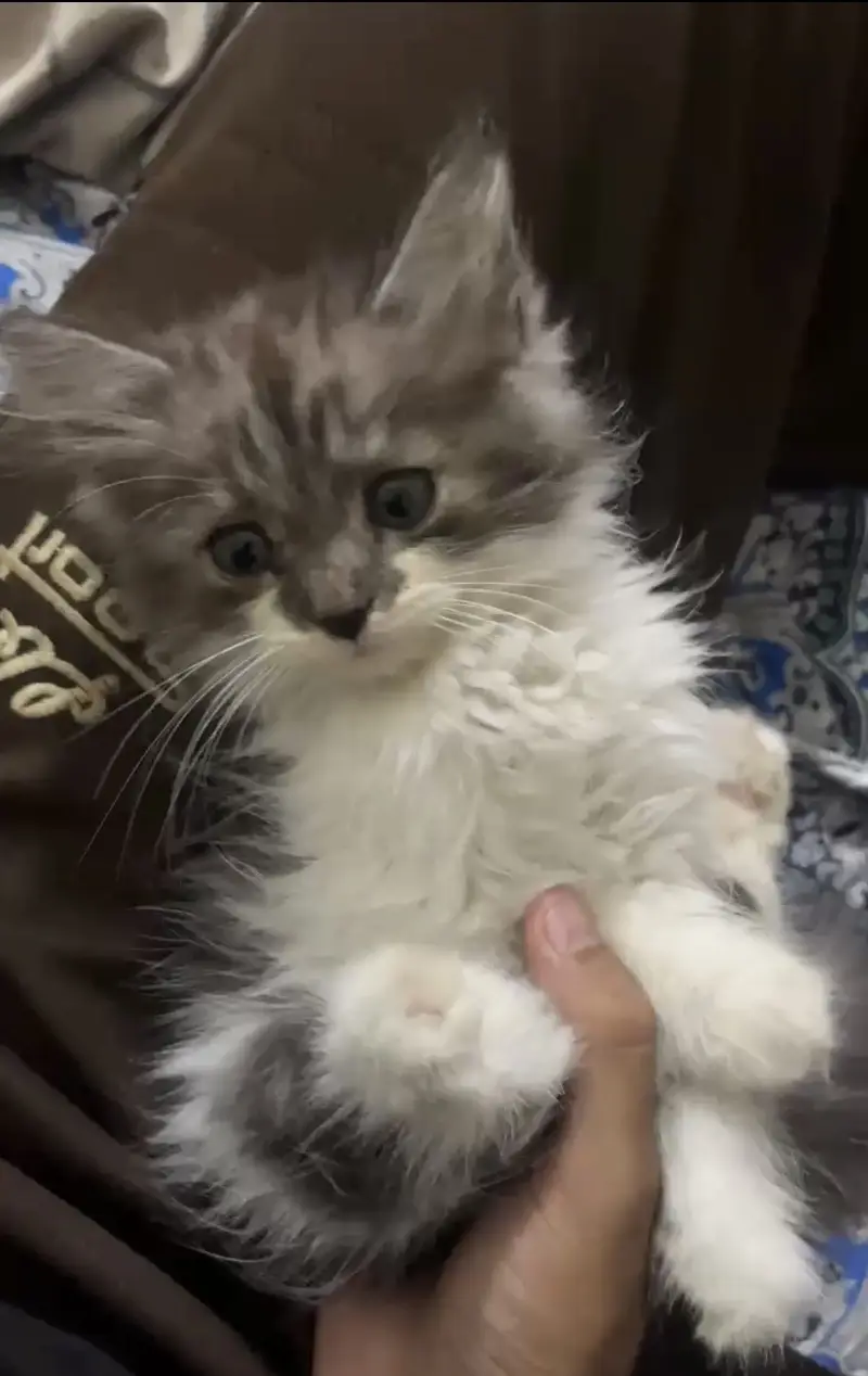 Triple Coat Persian Kitten — photo 3