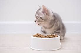 4 Persian Cats for Sale – 3 Female + 1 Male – Rs. 25,000 Each”