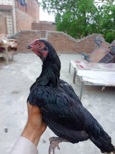 aseel hen 2 female berder healthy and active 03239647518