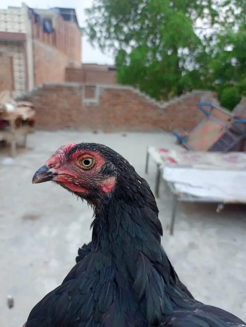 aseel hen 2 female berder healthy and active 03239647518 — photo 2