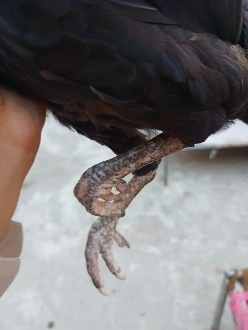 aseel hen 2 female berder healthy and active 03239647518 — photo 3