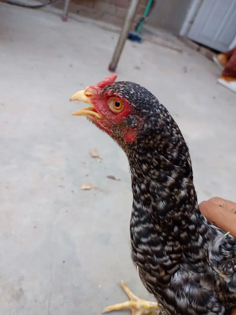 aseel hen 2 female berder healthy and active 03239647518 — photo 4