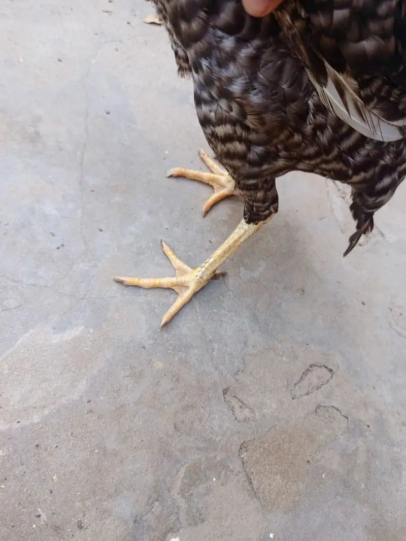 aseel hen 2 female berder healthy and active 03239647518 — photo 5