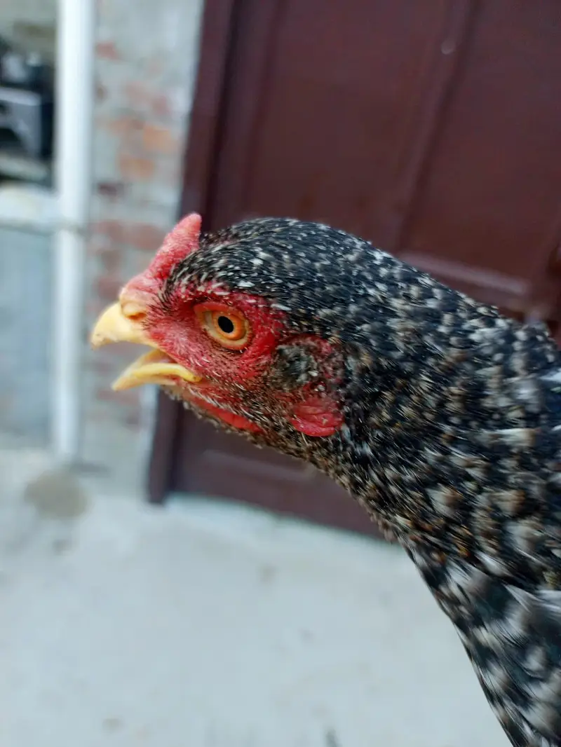 aseel hen 2 female berder healthy and active 03239647518 — photo 6