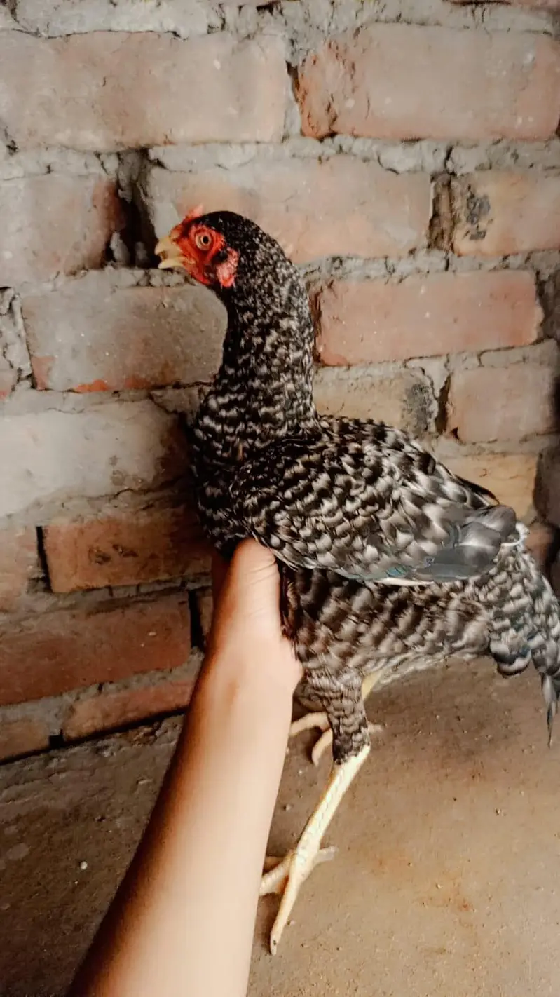 aseel hen 2 female berder healthy and active 03239647518 — photo 7