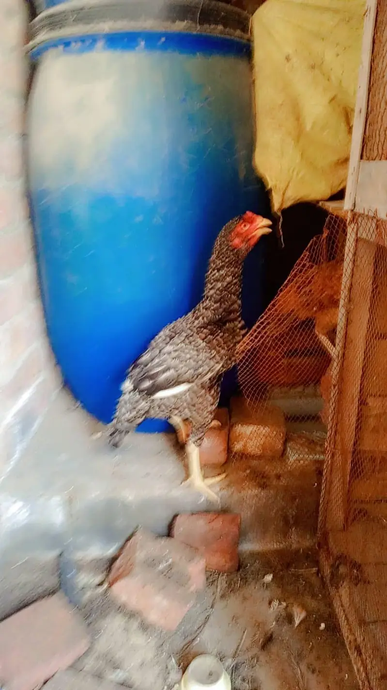 aseel hen 2 female berder healthy and active 03239647518 — photo 8