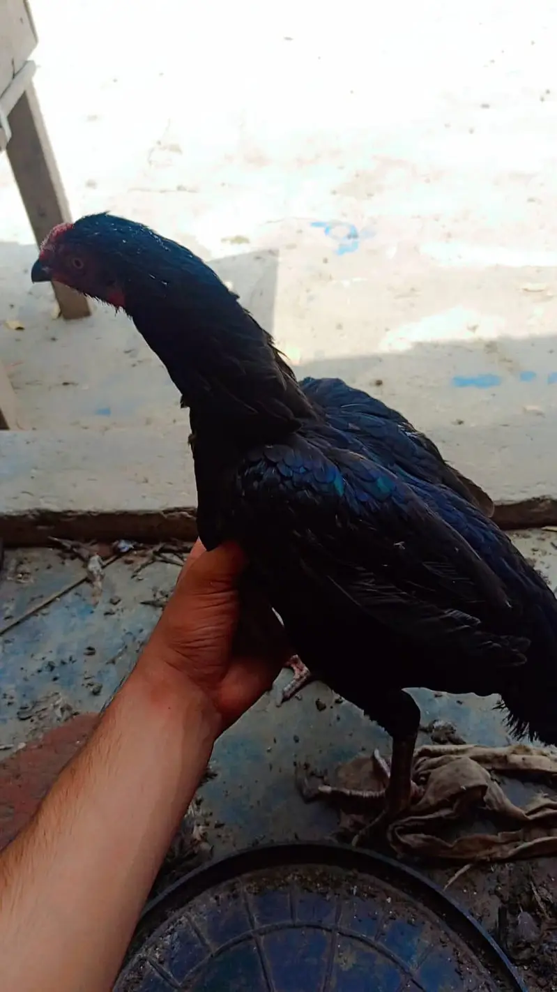 aseel hen 2 female berder healthy and active 03239647518 — photo 9