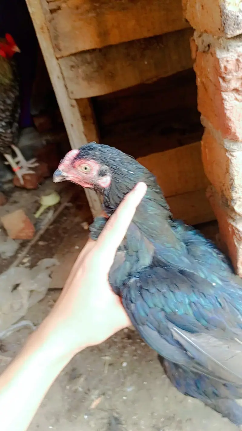 aseel hen 2 female berder healthy and active 03239647518 — photo 10