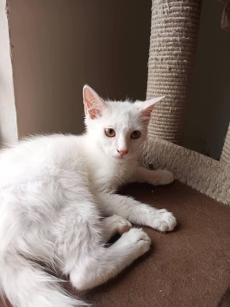 Persian cat 0