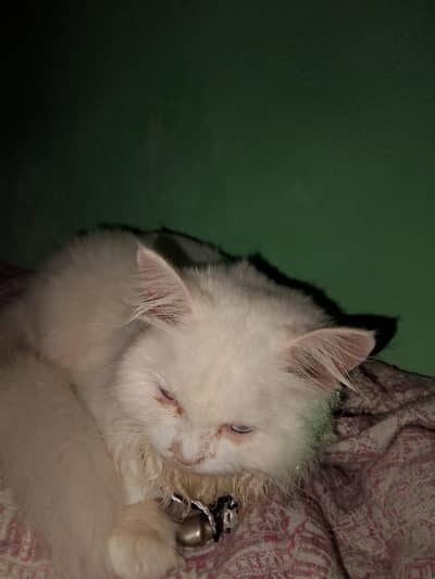 persion cat