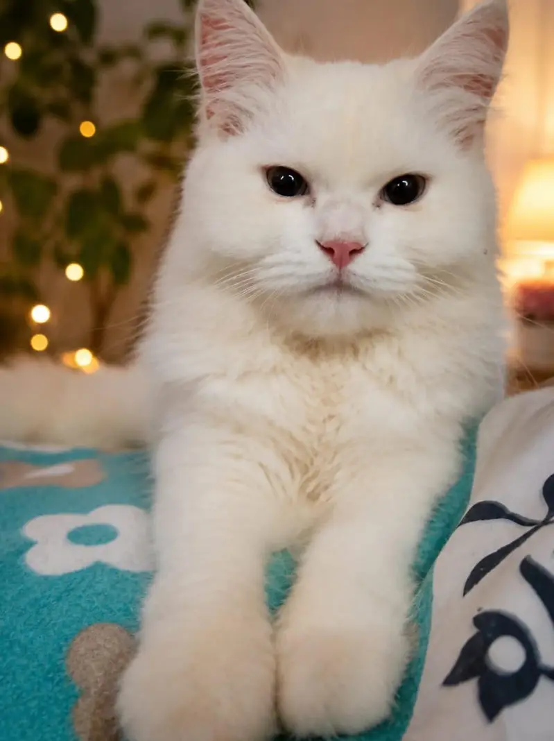 persion cat — photo 2