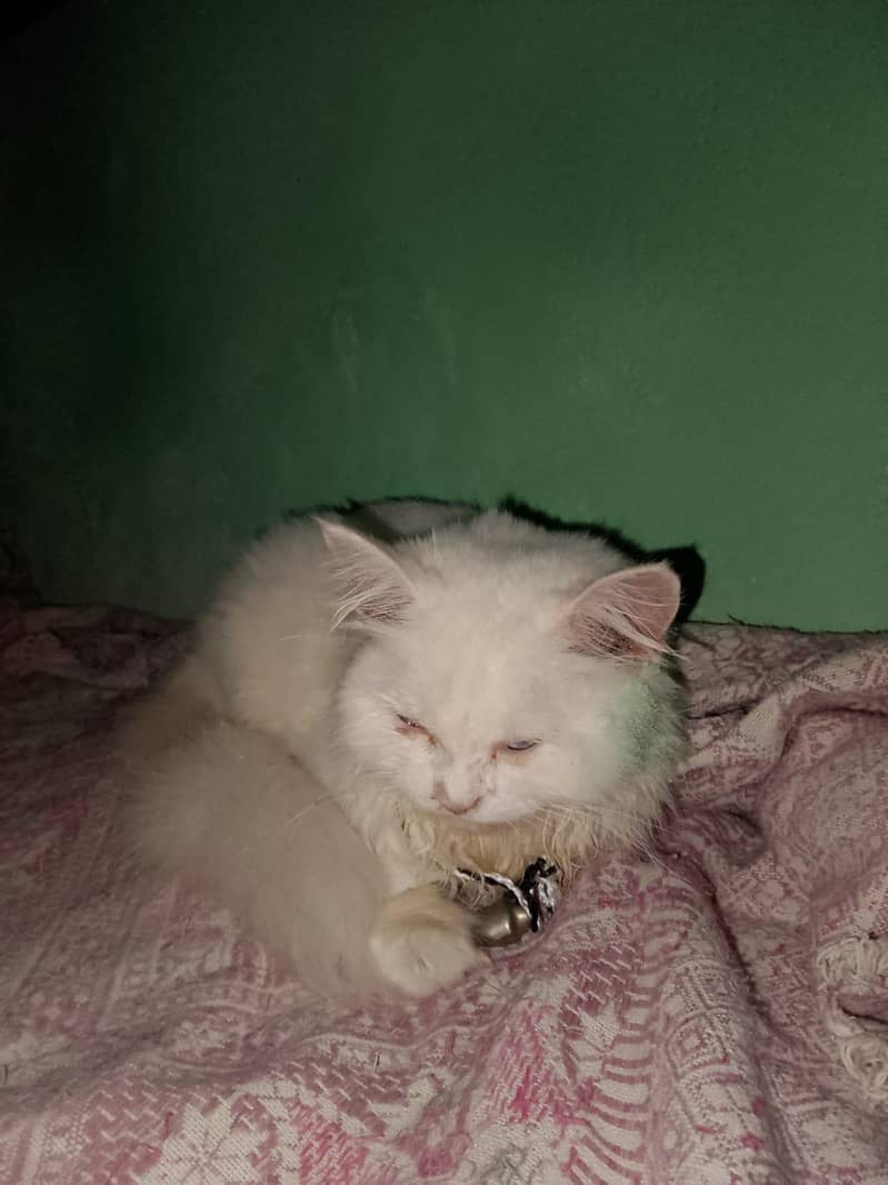 persion cat 2