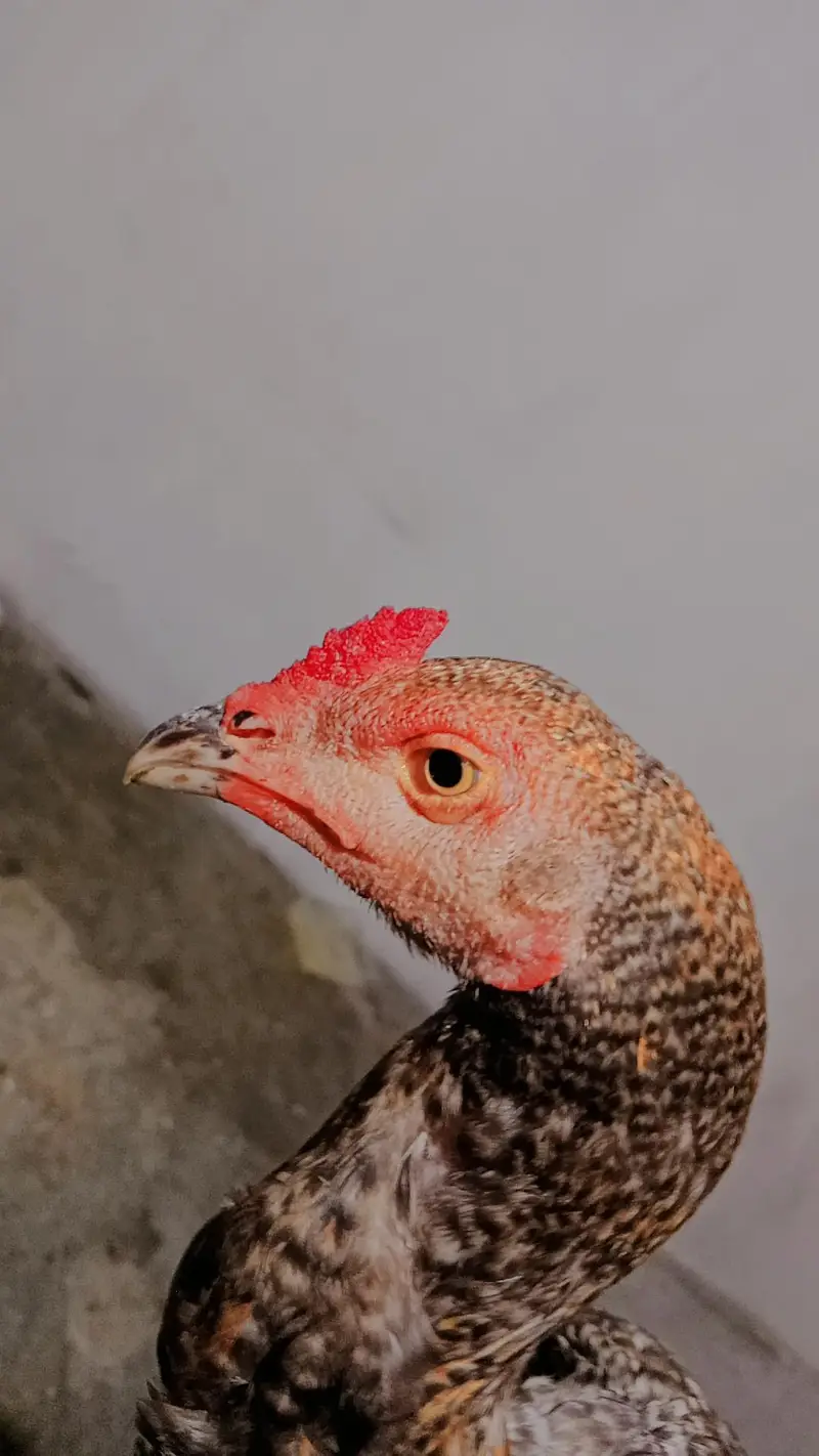 shamo cross patha 6 month age exchange possible Kisi b chiez KY Sath — photo 2