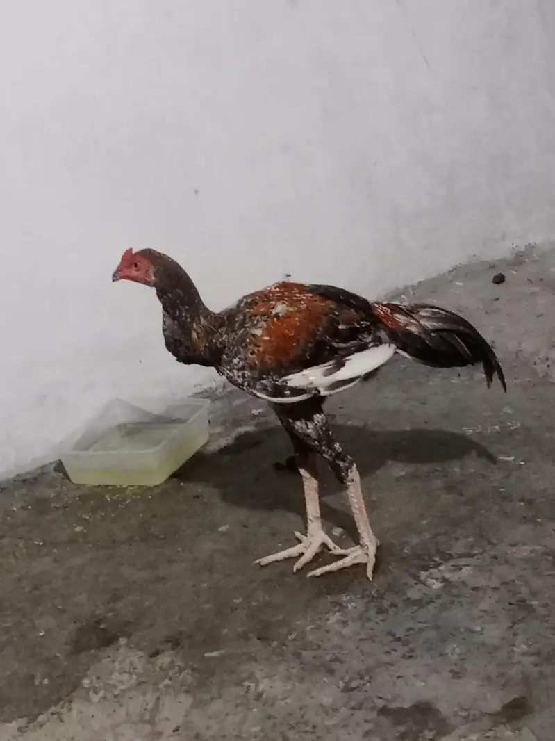 shamo cross patha 6 month age exchange possible Kisi b chiez KY Sath — photo 4