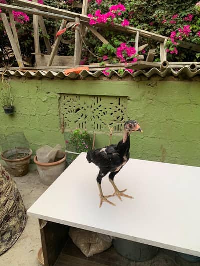 Lasani  Aseel  bird