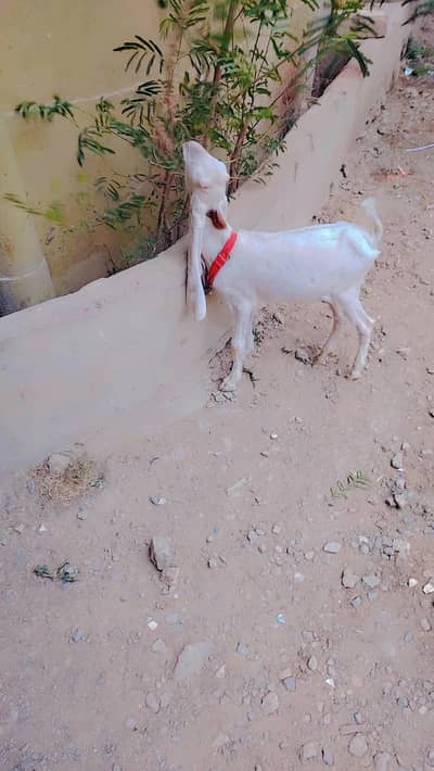 Gulabi abluk Bacha sale