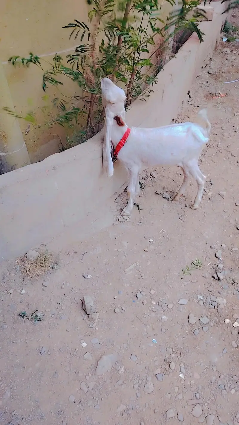 Gulabi abluk Bacha sale