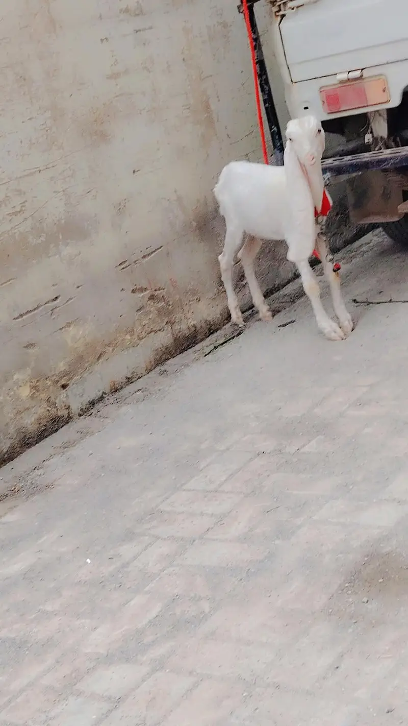 Gulabi abluk Bacha sale — photo 2