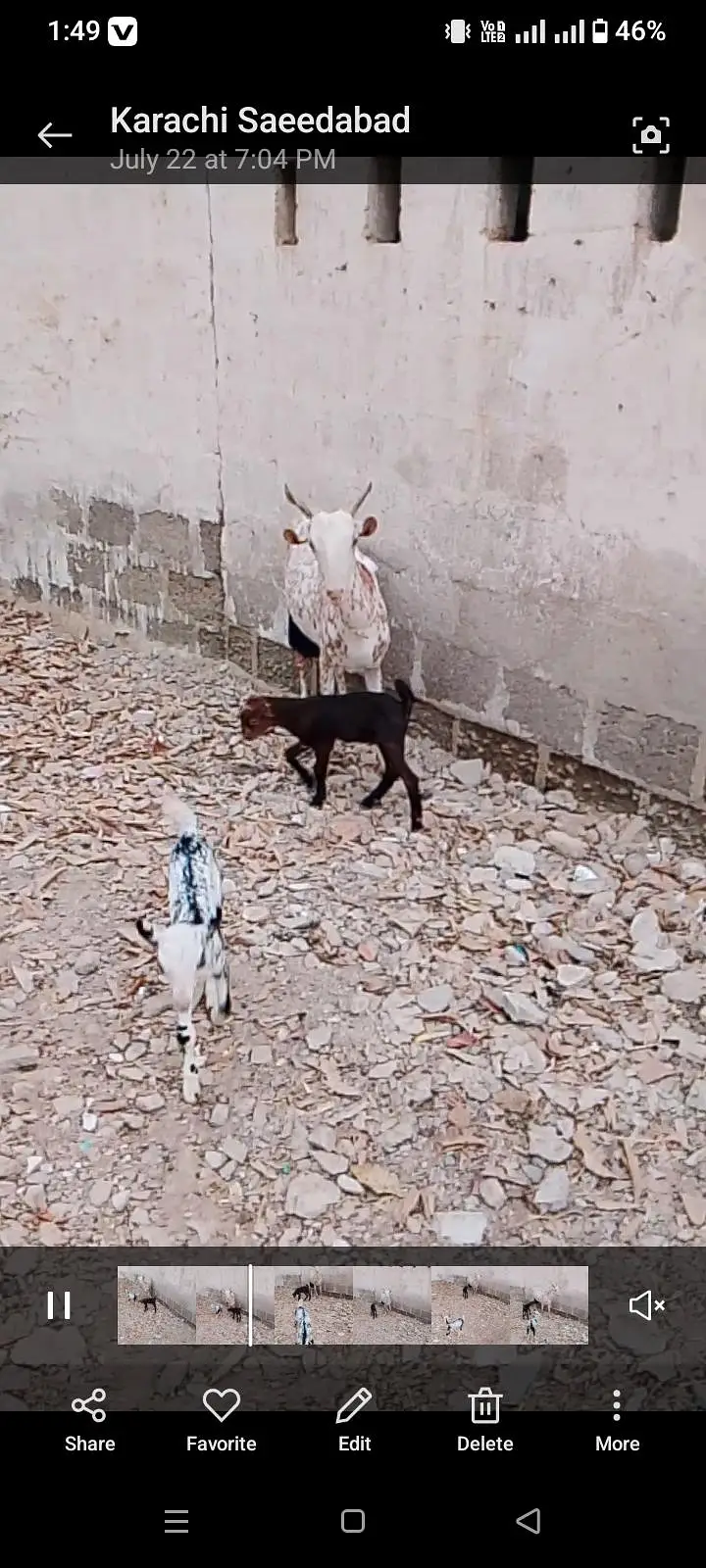 Bakri Kay Sath 2 bachy 1male 1 female
