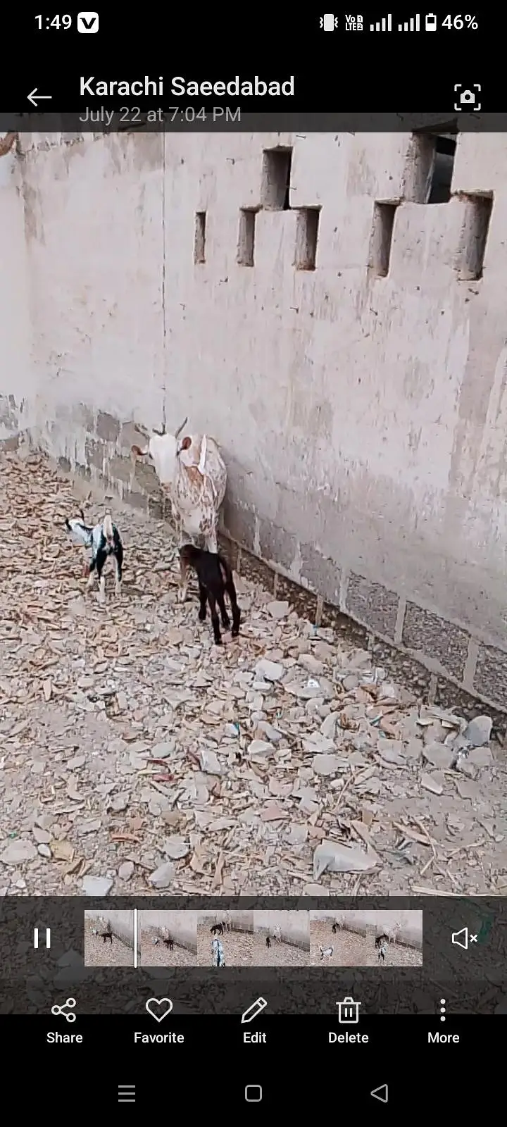 Bakri Kay Sath 2 bachy 1male 1 female — photo 2