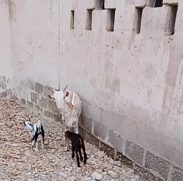 Bakri Kay Sath 2 bachy 1male 1 female — photo 3