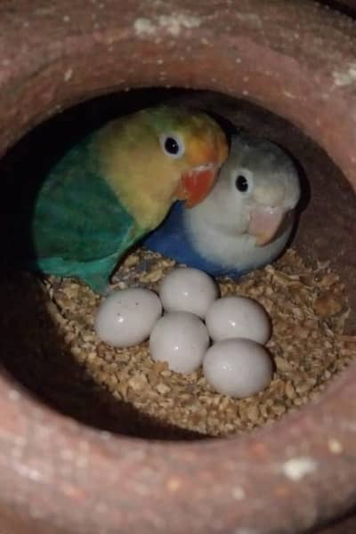 breeder love birds pair