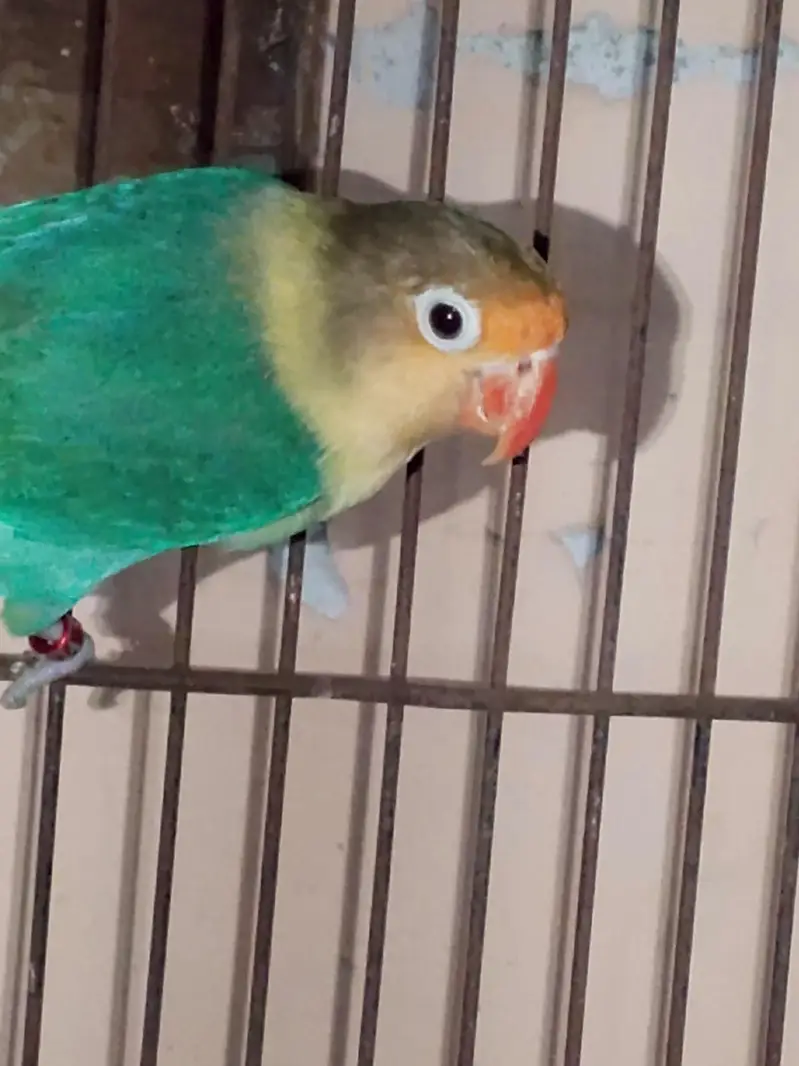 breeder love birds pair — photo 2