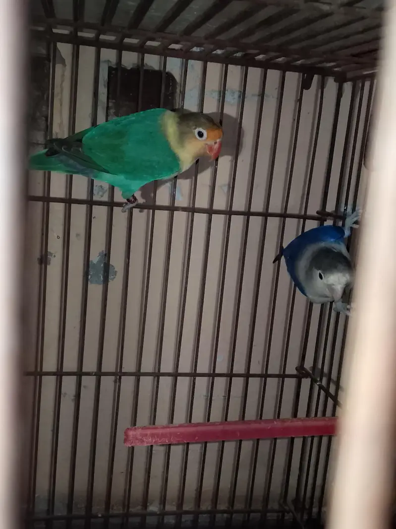 breeder love birds pair — photo 3