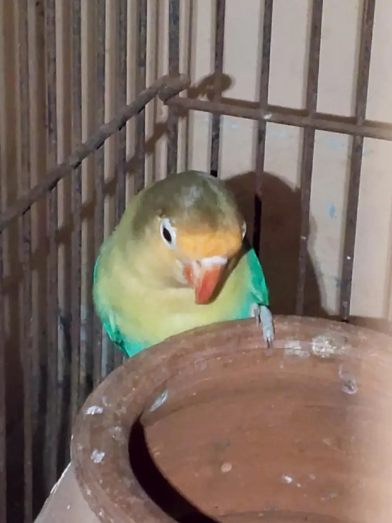 breeder love birds pair — photo 4